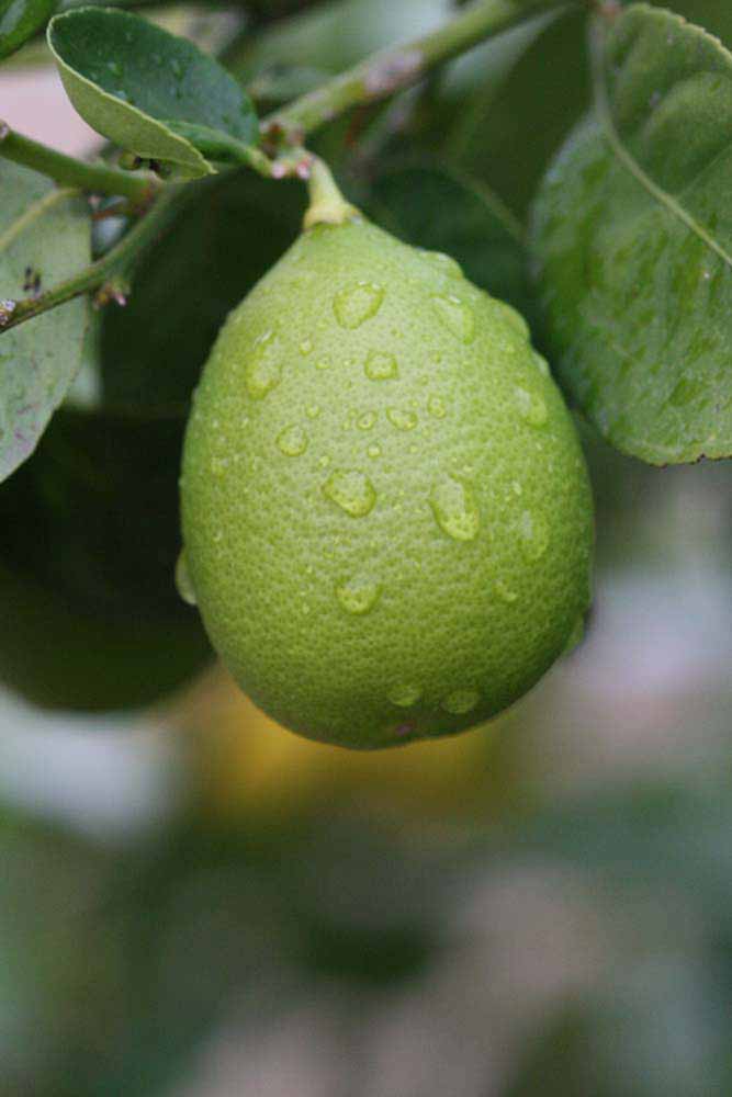            Fruit (Abhayapuri, Riverside, CA)   